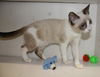 Fergie the Kitten