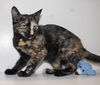 Sugar Plum the Friendly Kitty