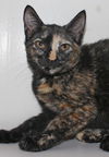 Sugar Plum the Friendly Kitty