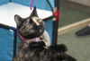 Sugar Plum the Friendly Kitty
