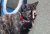 Sugar Plum the Friendly Kitty