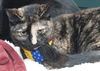Sugar Plum the Friendly Kitty