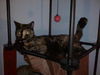 Sugar Plum the Friendly Kitty