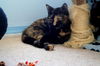 Sugar Plum the Friendly Kitty