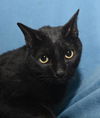 Midnight Front Declawed Bonded with Tip