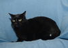 Tip Front DeClawed Bonded with Midnight