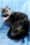 Lola  Dilute Tortie