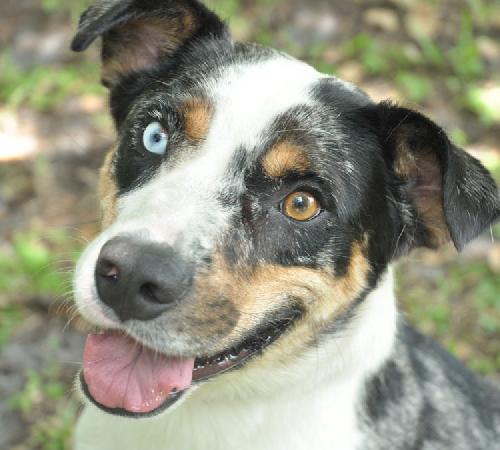 Kodi the Aussie