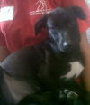 Emerald the Lab Puppy