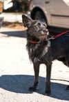 Ziggy the Cairn Terrier