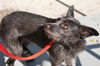 Ziggy the Cairn Terrier