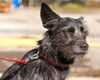 Ziggy the Cairn Terrier