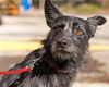 Ziggy the Cairn Terrier
