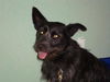 Ziggy the Cairn Terrier