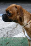 Emma the Puggle