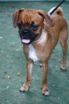 Emma the Puggle