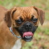 Emma the Puggle