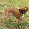 Emma the Puggle