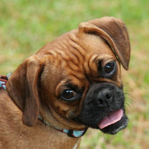 Emma the Puggle