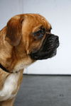 Coach the Puggle