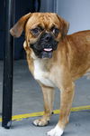 Coach the Puggle