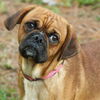 Coach the Puggle