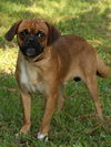 Coach the Puggle