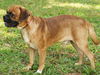 Coach the Puggle