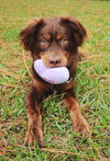 Austin the Aussie