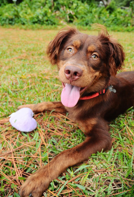 Austin the Aussie