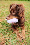 Austin the Aussie