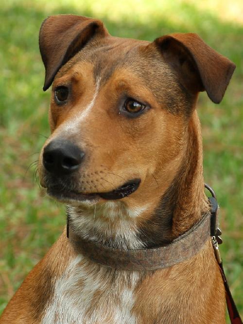 Adorable Cooper the Shepherd