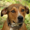 Adorable Cooper the Shepherd