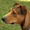 Adorable Cooper the Shepherd