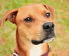 Duke the Boxer