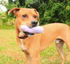 Duke the Boxer