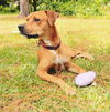 Duke the Boxer