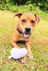 Duke the Boxer