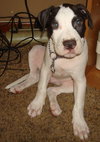 Celery the Bulldog Puppy