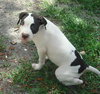 Celery the Bulldog Puppy