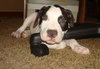 Celery the Bulldog Puppy