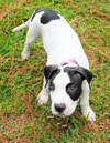 Celery the Bulldog Puppy