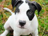 Celery the Bulldog Puppy