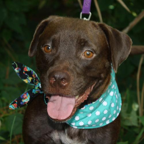 Ritz the Lab/Beagle