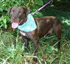 Ritz the Lab/Beagle