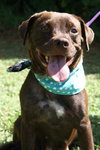 Ritz the Lab/Beagle