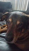 Burberry the Shepherd