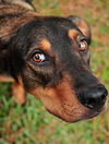 Burberry the Shepherd