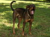 Burberry the Shepherd