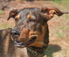 Burberry the Shepherd